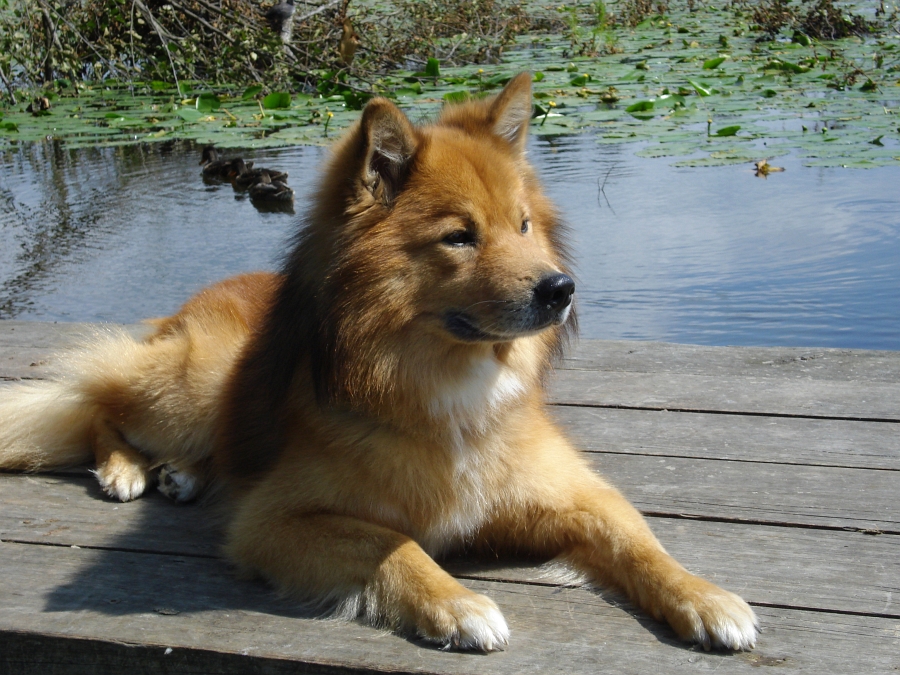 Finnischer Lapphund Rüde Mikko